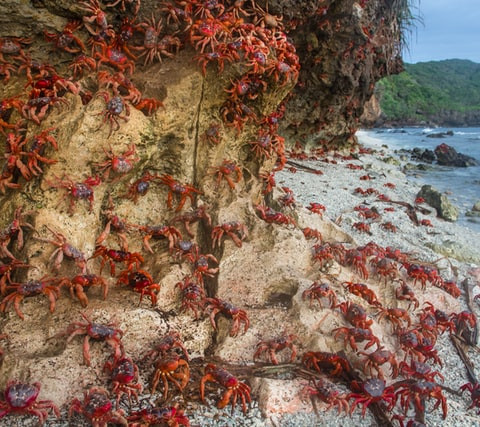 Christmas Island - Map - GeoGuessr