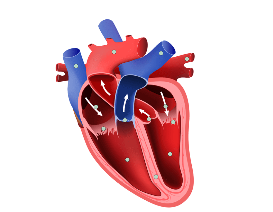 unlabeled heart model