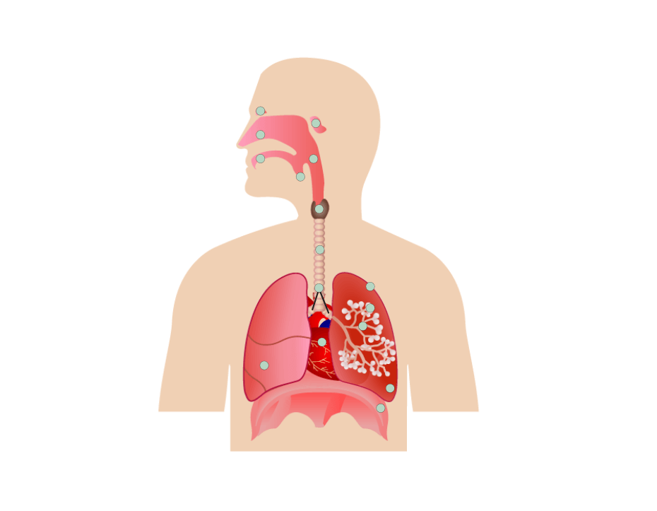 Human Respiratory System Diagram, Canvas Print | Barewalls Posters & Prints  | bwc3767287